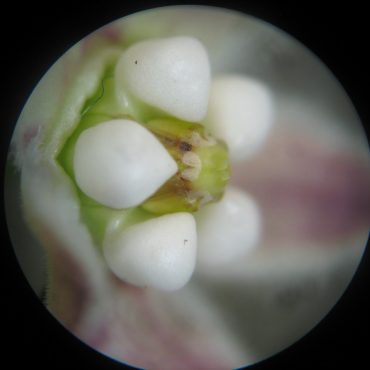 microscopic view of white dots on flower