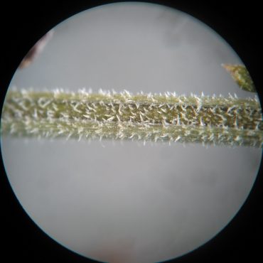 microscopic image of horizontal green stem with stiff hairs with stiff white hairs