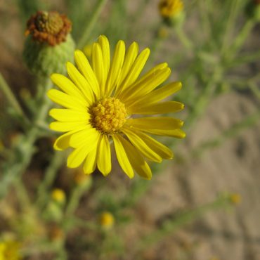 yellow flower with many small petals