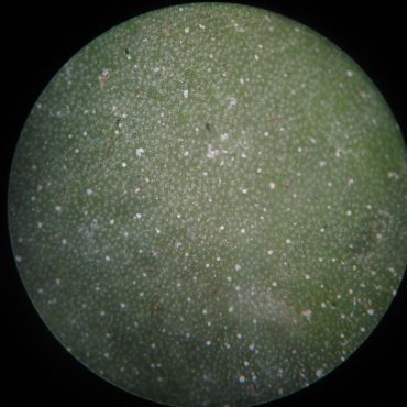 microscopic photo of salt crystals on green leaf