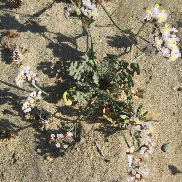 leaves on ground