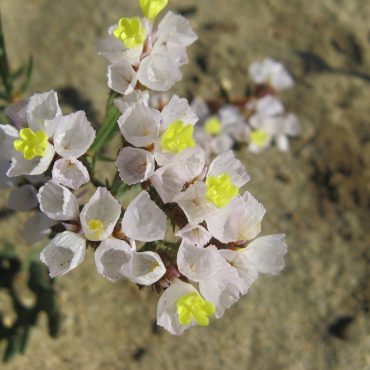 white flowers with yellow center