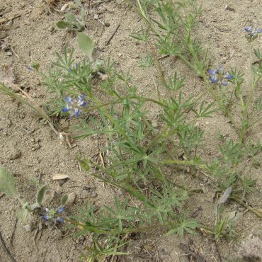 green plant on ground with purple flowers