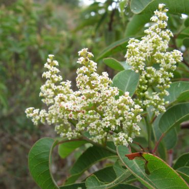 tiny white flowers on branch
