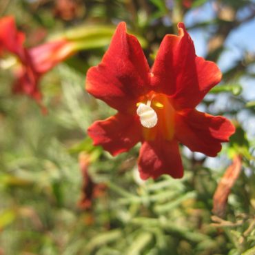 close-up red bush monkeyflower