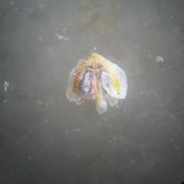 microscopic view of single flower pod