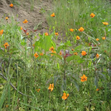 orange flowers in field