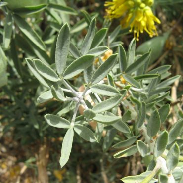 Green oval leaves of the Bladderpod plant