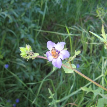 bee enjoying the nectar of a single purple Fiesta Flower