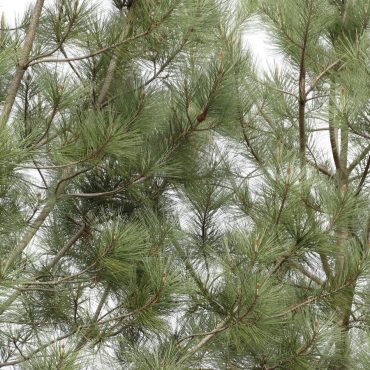 tree with pine needles