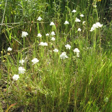 single white flowers in a field