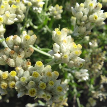 clusters of yellow/white bicolor everlasting buds