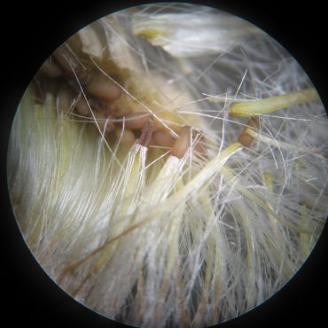 microscope photo of white fuzzy flower head shedding small brown seeds