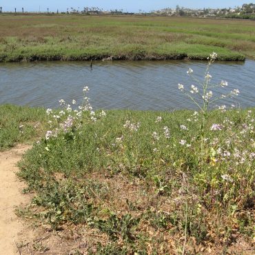 field with purple flowers next to river