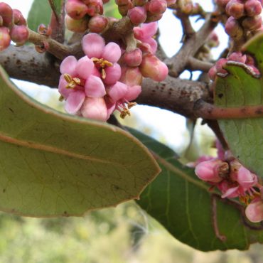 tiny pink flowers on branches