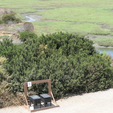 ariel view of large green bush