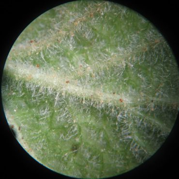 close up of leaf hairs