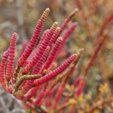 pink pickleweed resembles long thin chili peppers