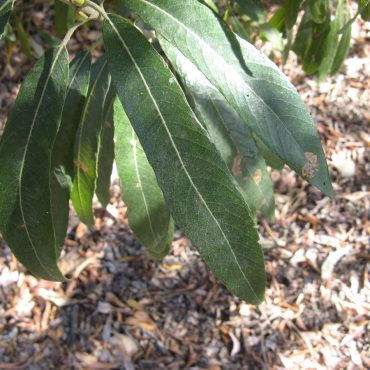 Arroyo Willow leaves