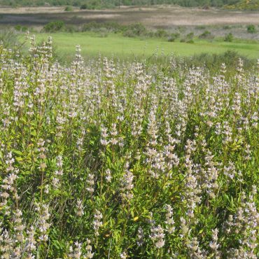 Blooming Black Sage bushes East Basin (Santa Carina trailhead)