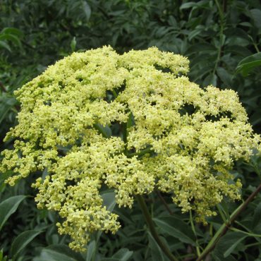 tiny light yellow flowers clumped together
