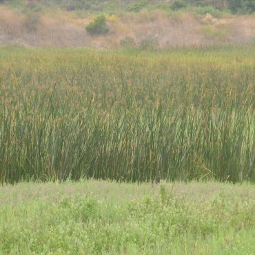 grassy cluster of California Bulrush in the distance