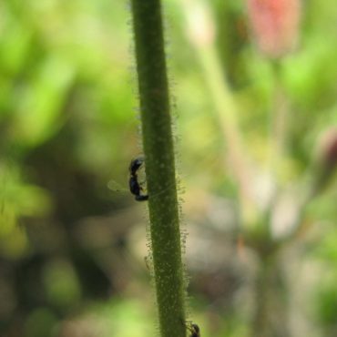 close up of ant on plant stem