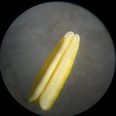 yellow anther under microscope