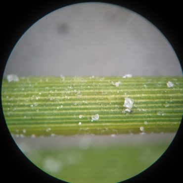 microscope picture of cord grass stem with salt crystals