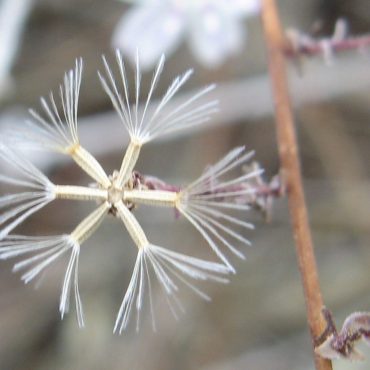 close up of flower seed