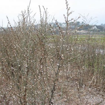 twig branches with small purple flowers