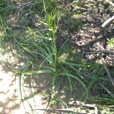 Green grass-like tall stem without flowers