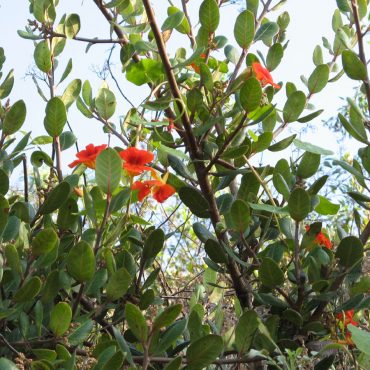 reddish orange nasturtiums growing up tree