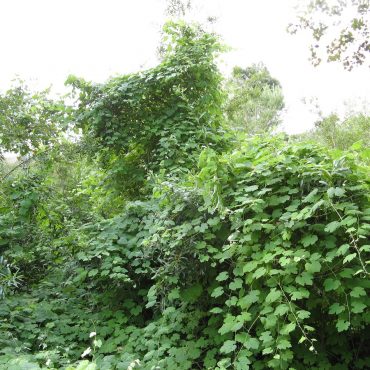 Large bush of green leaves
