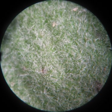 Underside of leaf coated in short fuzzy hairs