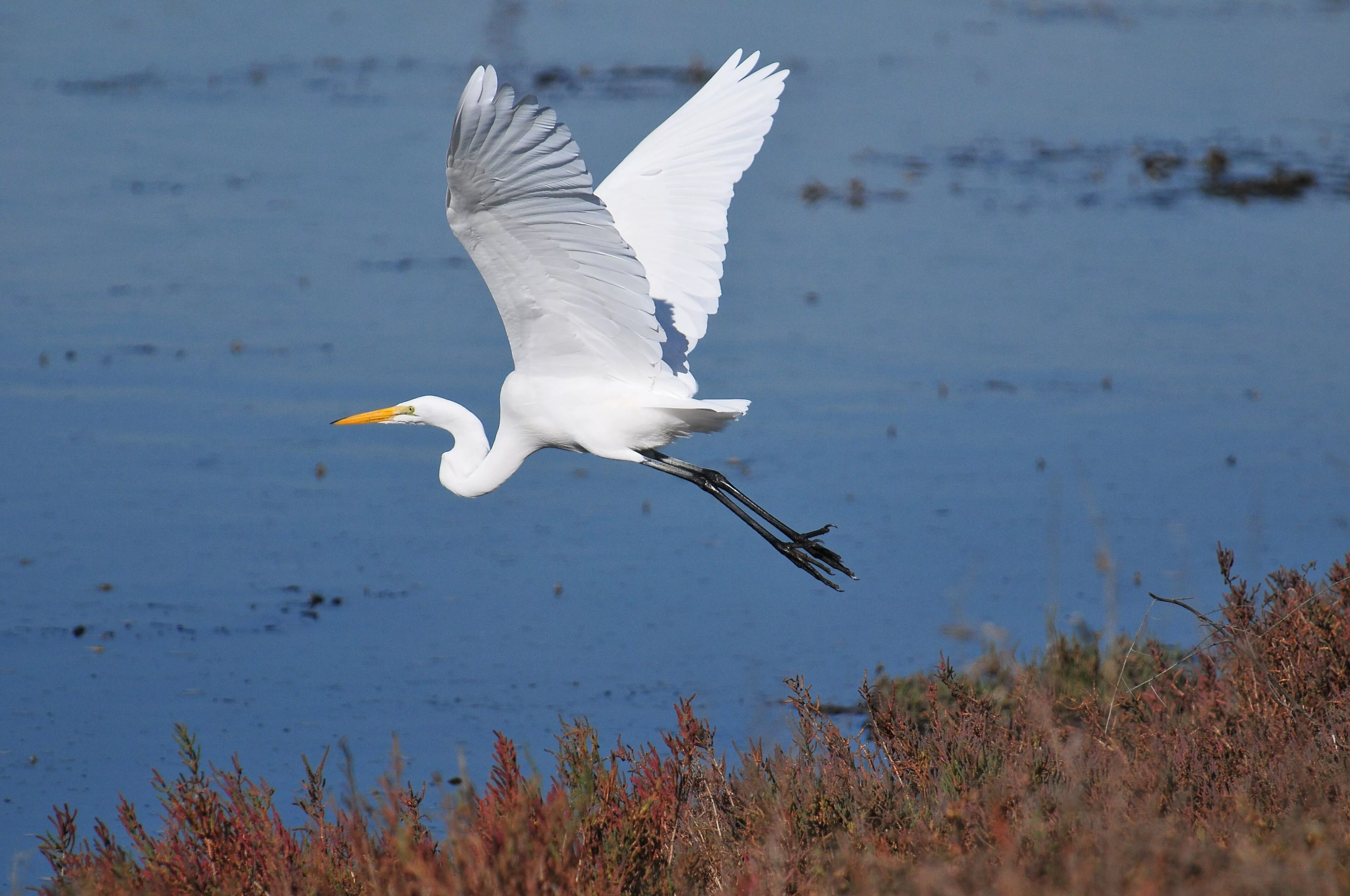 great-egret-nature-collective