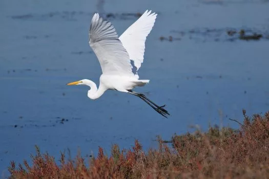 Great Egret | Nature Collective