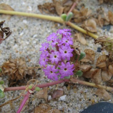 close-up purple beach sand verbena surrounded by brown seed pods