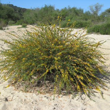 bush of stems containing many little yellow and orange flowers