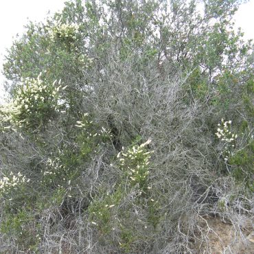 bush with white flowers throughout
