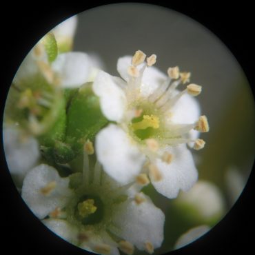 microscopic view of tiny white flowers