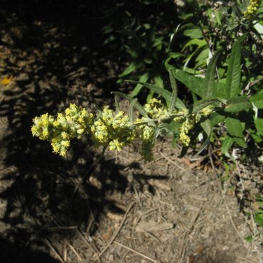 small yellow flowers bundled on a branch