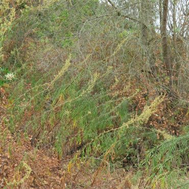 Palmer's Sagewort growing on hillside