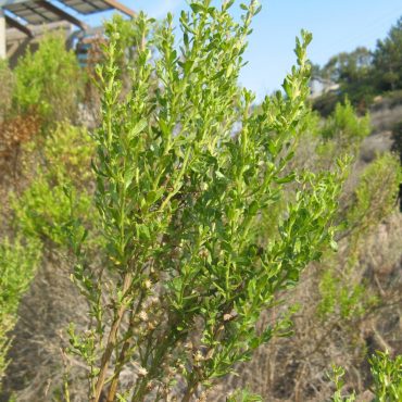 Green stem with long green leaves