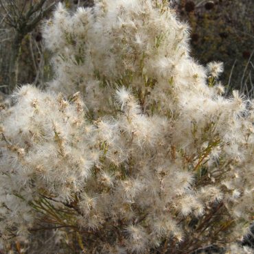 Bush with white fluffy flowers