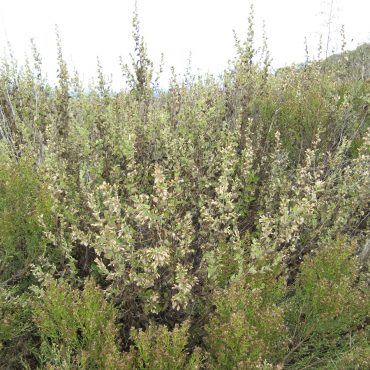 California Brickellbush in bloom on the Rios trailhead side