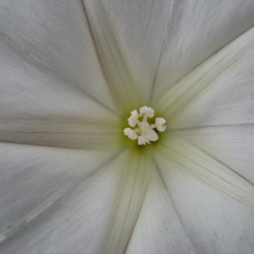 close up of center of flower