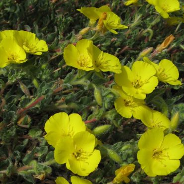 Close up of yellow beach prim roses surrounded by green leaves