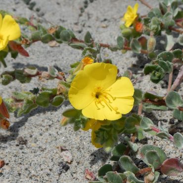 close up of four yellow beach prim roses on vines in the sand