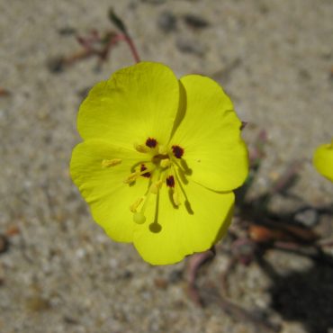 circular yellow flower with red dot on each leaf